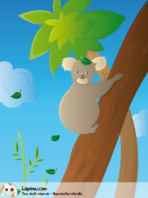 Koala sur son arbre