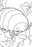 Insecte du monde d'Arrietty
