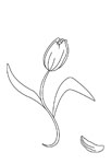 Belle tulipe