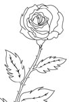 Rose éphémère