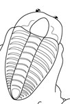 Trilobites fossiles