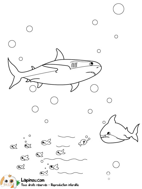 Requins en chasse