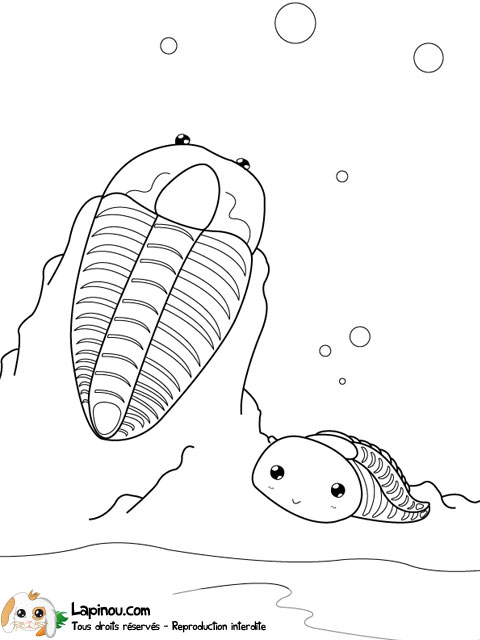 Trilobites fossiles