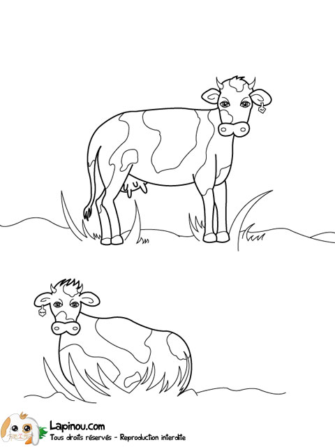 Duo de vaches
