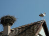 Cigogne sur un toit
