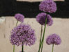 Fleurs violettes