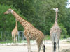 Trois girafes