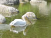 Pélican blanc et canard