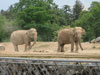 Les éléphants du Parc