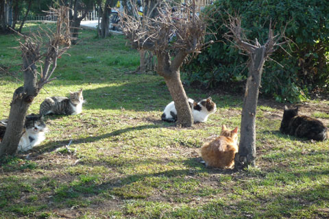 Groupe de chats