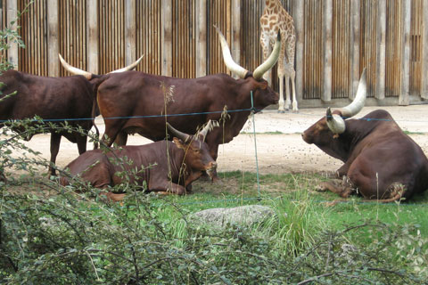 Watusis et girafe