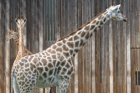 Girafes au Parc