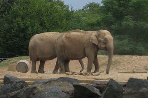 Duo d'éléphants