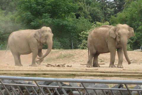 Les éléphants du Parc