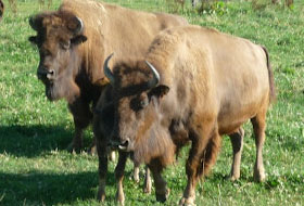 Reportage sur les bisons