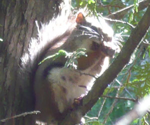 Un écureuil dans un arbre