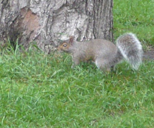 Un écureuil qui monte à un arbre