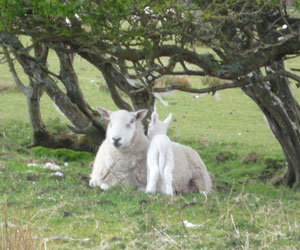 Un agneau et sa Maman