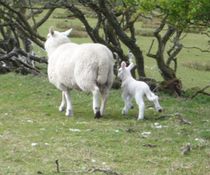 L'agneau et sa Maman qui courent