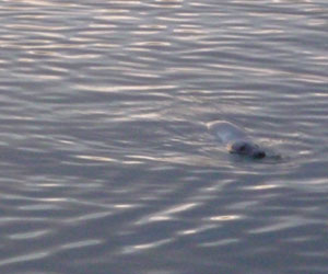 Un phoque dans l'eau