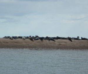 Un tas de phoques