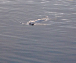 Un phoque qui nage