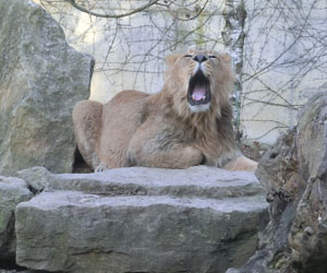 Le lion fatigué