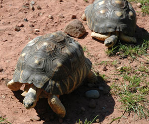 Les tortues en route