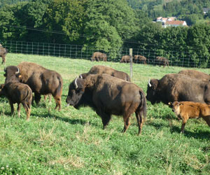 Panorama sur les bisons