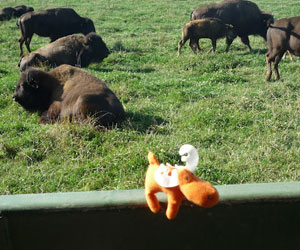 Renny qui regarde les bisons