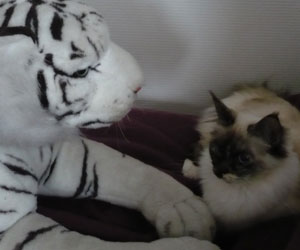 Princesse discutant avec le tigre blanc