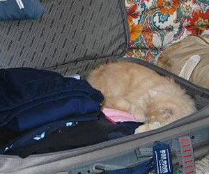 Hermione dans sa valise